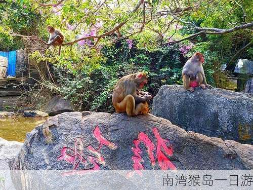 南湾猴岛一日游