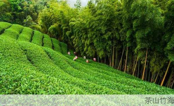 茶山竹海