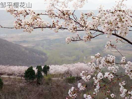 邹平樱花山