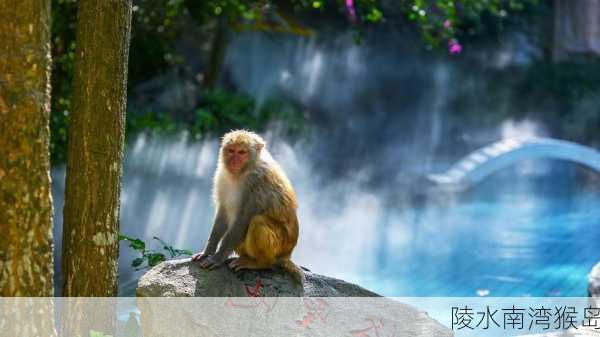 陵水南湾猴岛