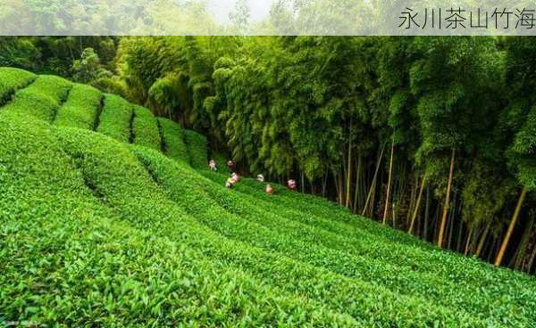 永川茶山竹海