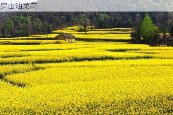 房山油菜花