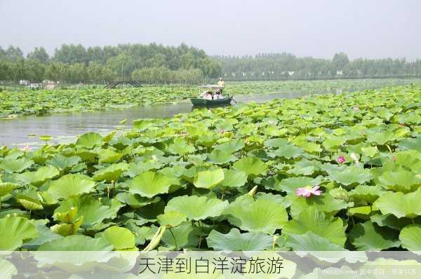 天津到白洋淀旅游