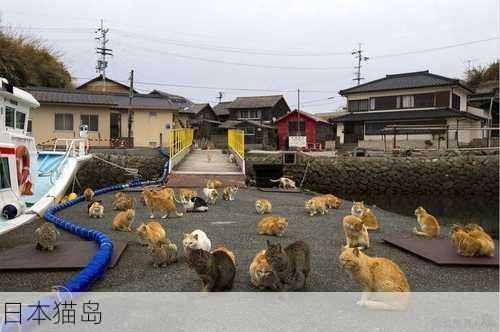 日本猫岛