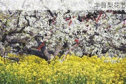 丰县梨花节