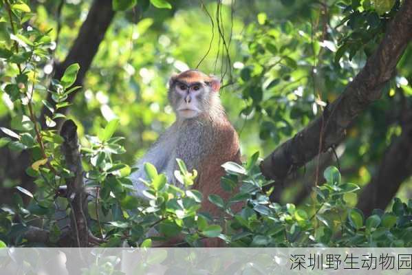 深圳野生动物园