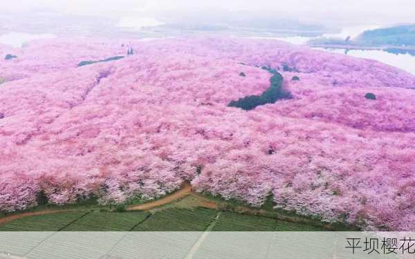 平坝樱花