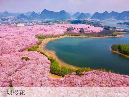 平坝樱花