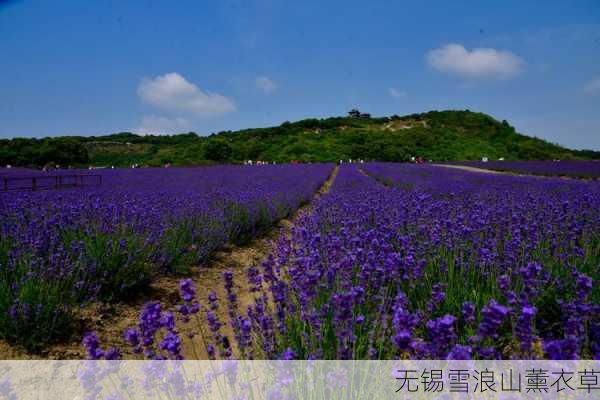 无锡雪浪山薰衣草