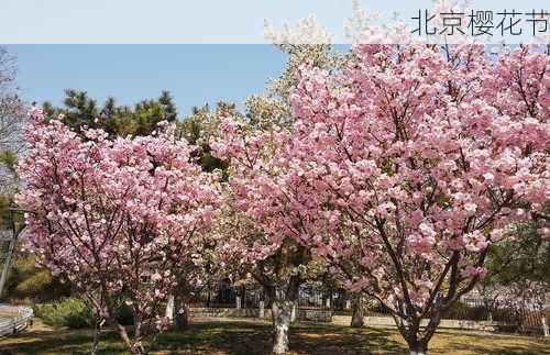 北京樱花节