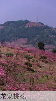 龙泉桃花