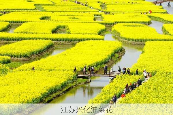 江苏兴化油菜花