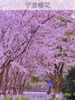 宁波樱花