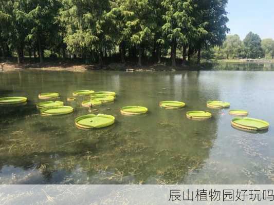 辰山植物园好玩吗