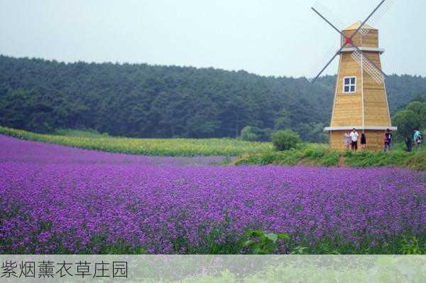 紫烟薰衣草庄园