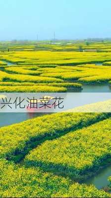 兴化油菜花