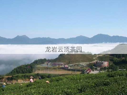 龙岩云顶茶园