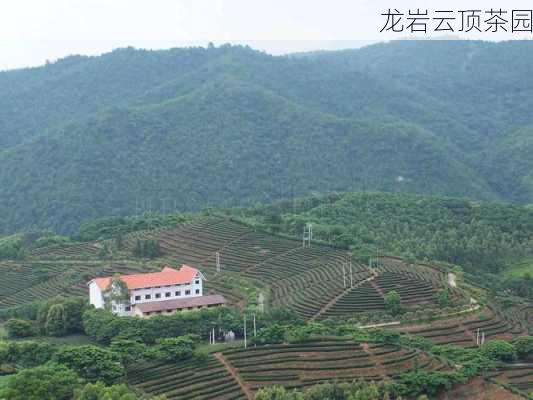 龙岩云顶茶园