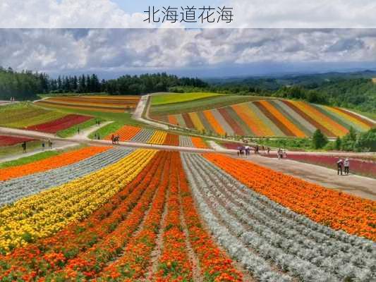 北海道花海