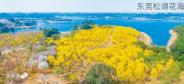 东莞松湖花海