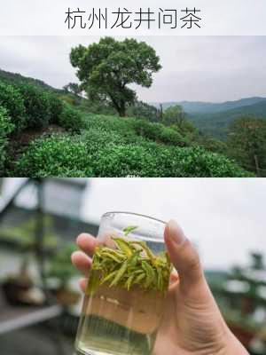 杭州龙井问茶