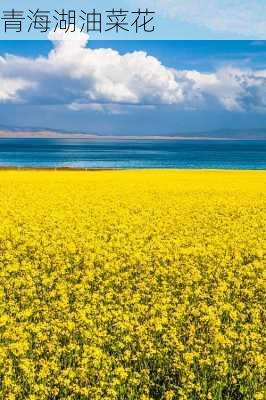 青海湖油菜花