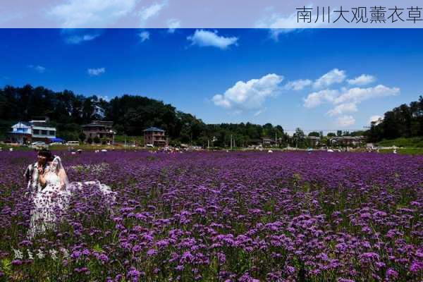 南川大观薰衣草