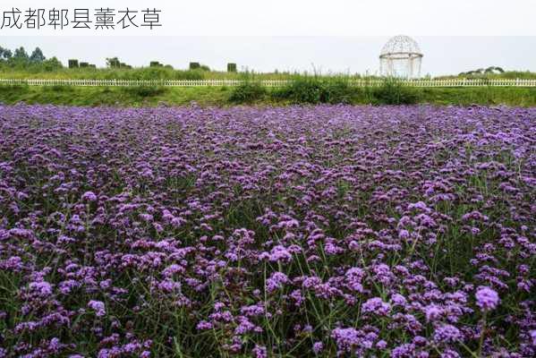 成都郫县薰衣草