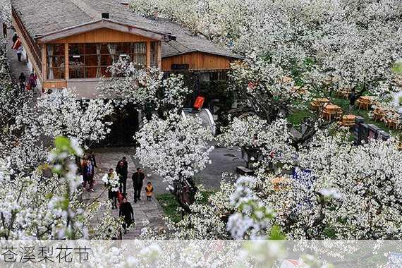 苍溪梨花节