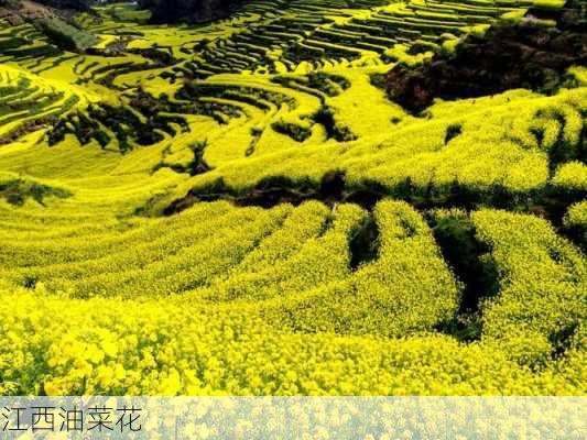 江西油菜花