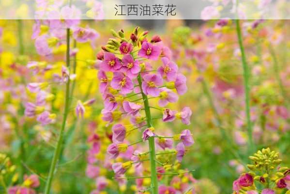 江西油菜花