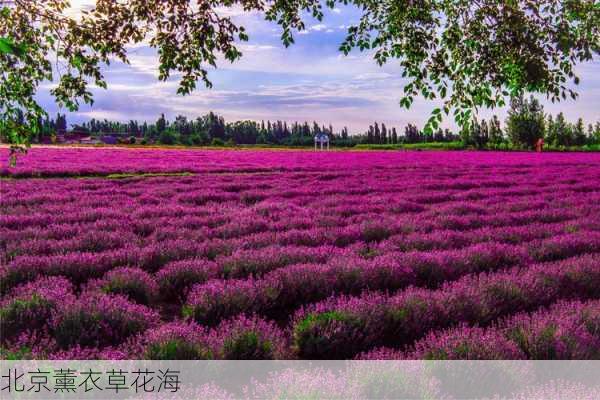 北京薰衣草花海