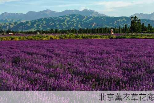 北京薰衣草花海