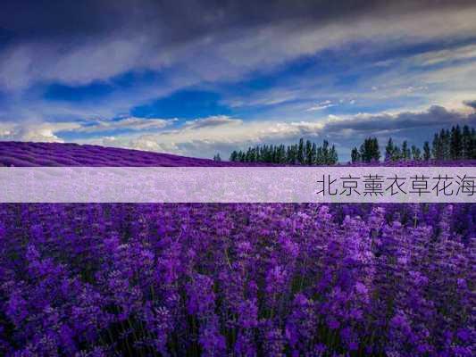 北京薰衣草花海