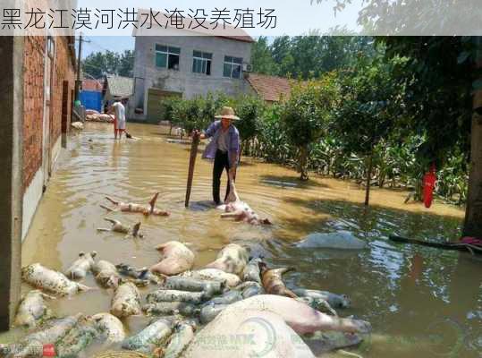 黑龙江漠河洪水淹没养殖场