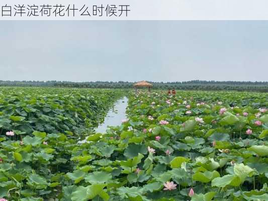 白洋淀荷花什么时候开