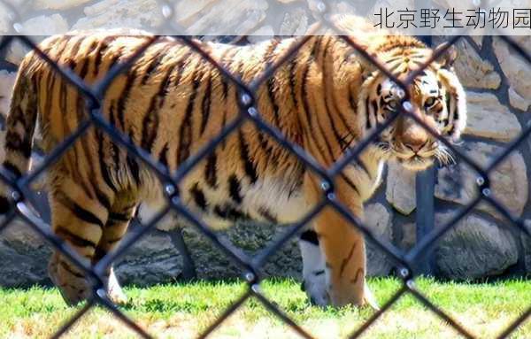 北京野生动物园